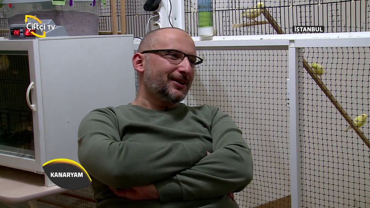 Kanaryam-Kanarya Irkları ve Özellikleri