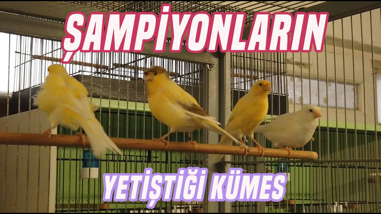 Şampiyonların Yetiştiği Kümes! – Süslü