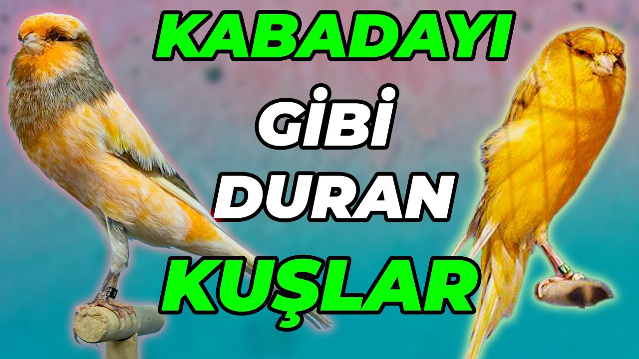 Ters Bakınca Su Damlası Gibi Görünen Yorkshire Kanaryaları! – Bilgin ve Bahadır Örkün