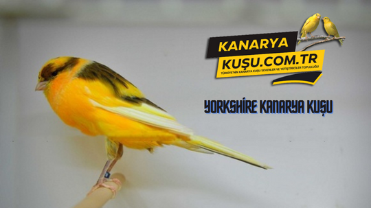 Yorkshire kanarya kuşu