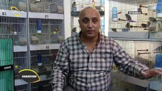 Kanaryam-Gloster Kanaryası Bakım ve Beslemesi…