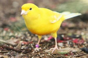 Sarı Kanarya Hakkında Neler Biliyorsunuz?