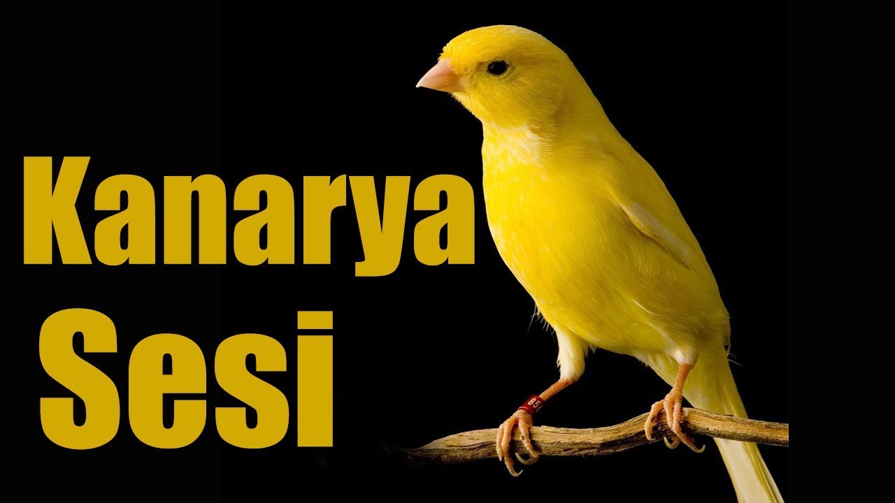Kanarya Ötüşü Sesi