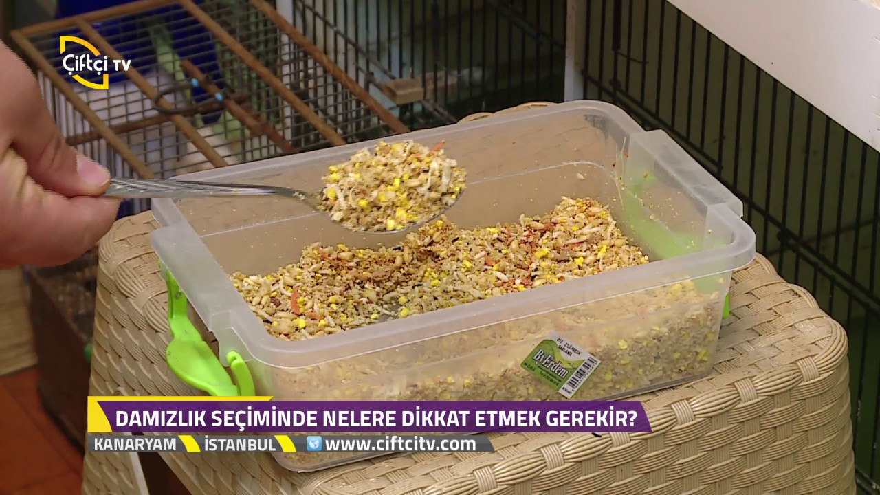 Kanaryam-Tüy Ayrımına Dikkat Edilmezse Ne Olur?