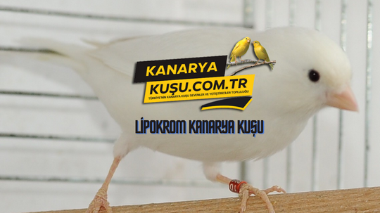 Lipokrom kanarya kuşu