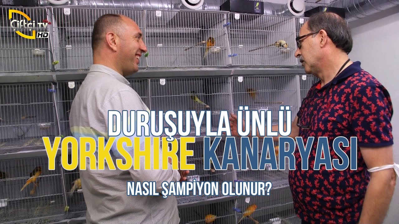 Duruşuyla Ünlü Yorkshire Kanaryası (Nasıl Şampiyon Olunur?) – Süslü