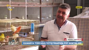 Kanarya Türü Kuşlarda Hazırlık Dönemi – Süslü Çiftçi TV