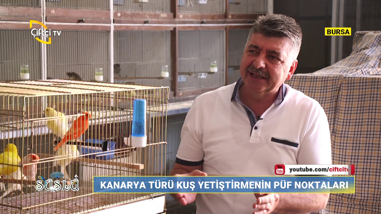 Kanarya Türü Kuşlarda Hazırlık Dönemi – Süslü Çiftçi TV