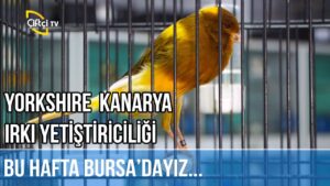Yorkshire Cinsi Kanarya Yetiştiriciliği – SÜSLÜ