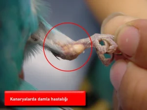 Kanaryaların damla hastalığı (Nikris)