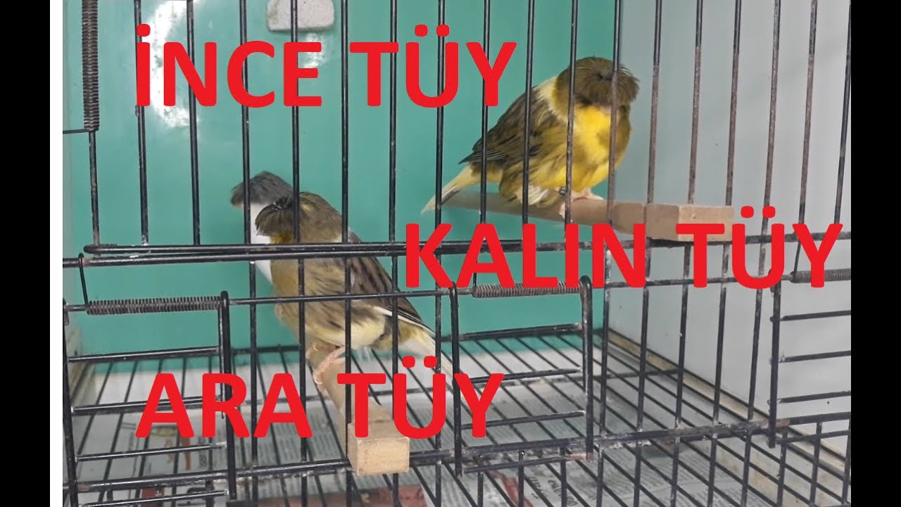 Kanarya Tüy Dönemi Gloster Kanarya Tüy Çeşitleri Nelerdir(İnce Tüy ve Kalın Tüy,Ara Tüy)