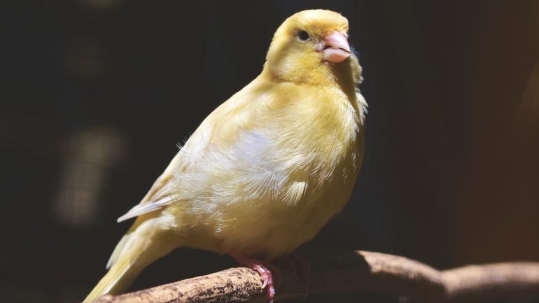 Kanarya hastalıkları ( aşırı kilo alması )