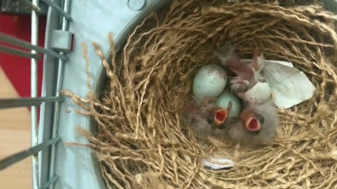 Kanarya Yavruların Beslenmesi