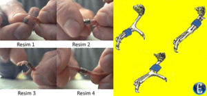 Kanaryalarda Yavru Kuşa Bilezik Takmak