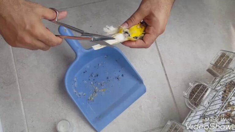Eşe atma öncesi DİŞİ KANARYA “Fİ BÖLGESİ” TEMİZLİĞİ