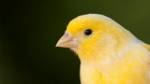 Kanarya Bakımında Özlü Bilgiler