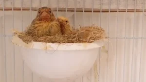 Kanarya kuluçkasında başarısız olma nedenleri