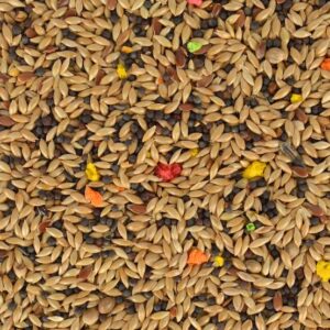 En iyi kanarya kuşu yemleri