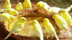 Kanarya Türleri ve Özellikleri