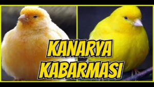 Kanarya Kuşları Neden Kabarır