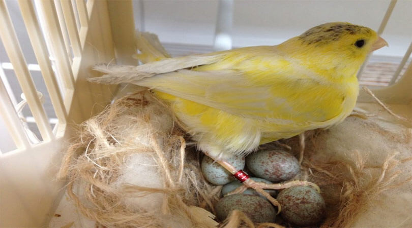Kanarya Üretimi ve Üreme