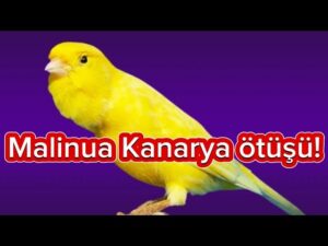 Malinua Kanarya Sesi Ve Ötüşü | Malinois Canary