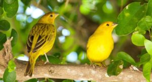 kanarya kuşçuları için özlü sözler