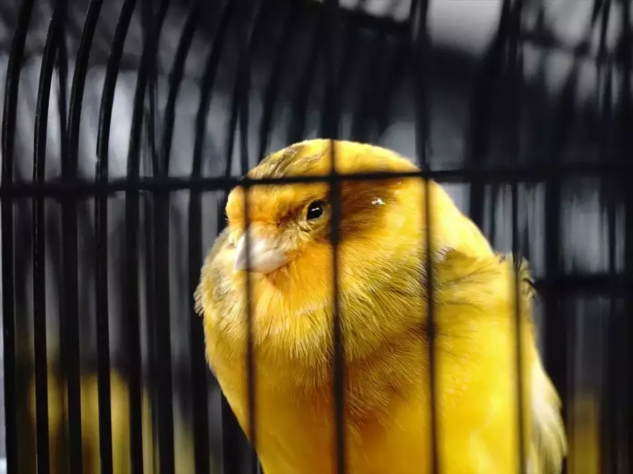 Edremit’te 2070 Kanarya Yarıştı