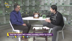 Kanaryam-Rheinlander ve Lizard Kanaryaları….
