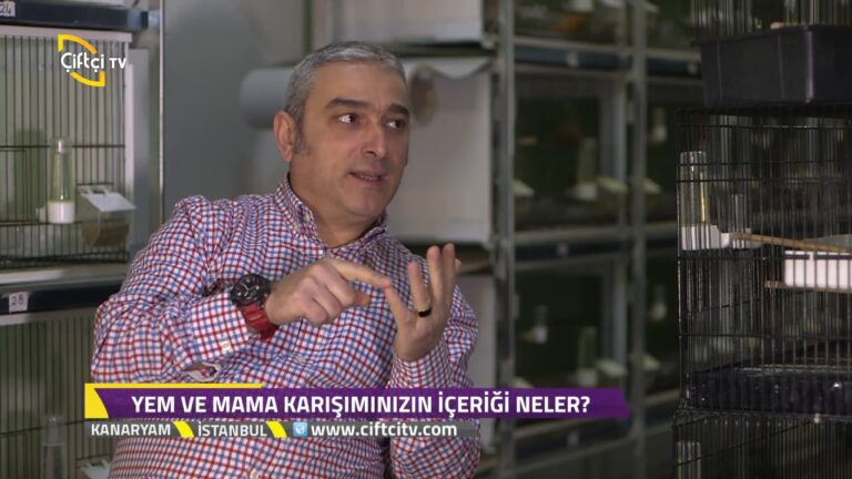 Kanaryam-Yorkshire Kanarya Irkının Genel Özellikleri Nelerdir?