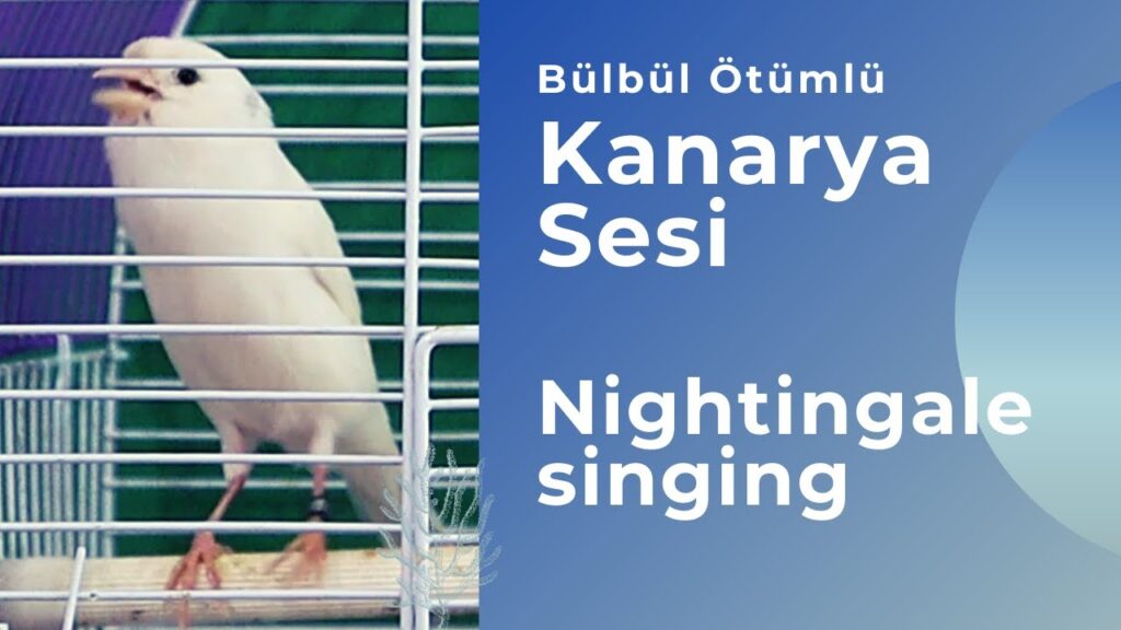 Süper Bülbül Ötümlü Kanarya sesi ve Ötüşü (4 Saat)