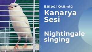 Süper Bülbül Ötümlü Kanarya sesi ve Ötüşü (4 Saat)
