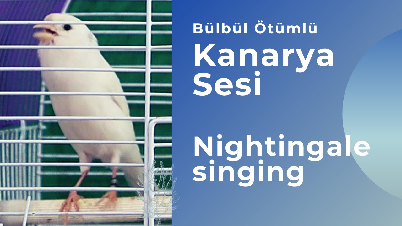 Süper Bülbül Ötümlü Kanarya sesi ve Ötüşü (4 Saat)