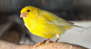 Kanaryalarda Ses Kısıklığı Nedenleri ve Tedavisi