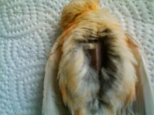 Kanarya kuşu kuruluk hastalığı ilaçları ve kullanımı