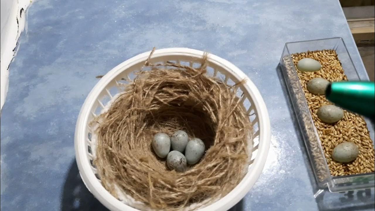 Kanarya Yumurtalarının Boş Çıkma Sebepleri ve Çözüm Önerileri