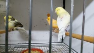 Kanarya Kuşları Neden Kafes Tellerini Kemirir?