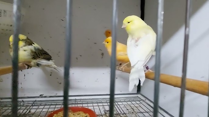 Kanarya Kuşları Neden Kafes Tellerini Kemirir?