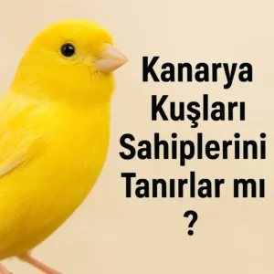 Kanarya kuşları Sahiplerini Tanırlar mı?