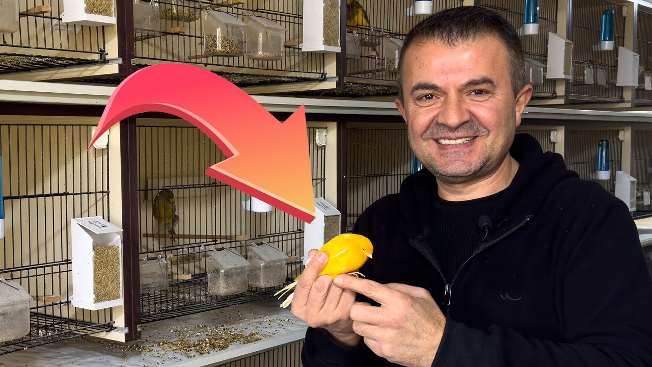 Sermayesiz Başladı, Şimdi Tanesi 5.000 Euro! 💰 Evde Yorkshire Kanaryası Yetiştiriciliği