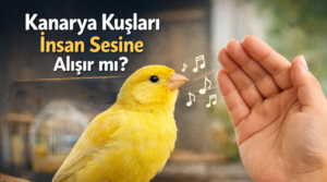 Kanarya Kuşları İnsan Sesine Alışır mı?