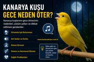 Kanarya Kuşu Gece Neden Öter?