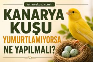 Kanarya Kuşu Yumurtlamıyorsa Ne Yapılmalı?
